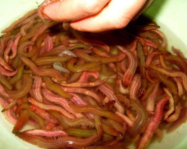 làm con rươi